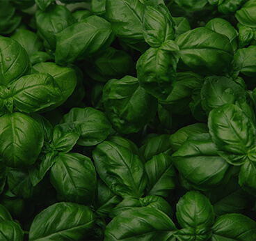 BASIL LEAF
